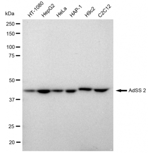 LifeSab™ KD-Validated AdSS 2 Rabbit mAb (20 μl)