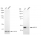 LifeSab™ KD-Validated AdSS 2 Rabbit mAb (20 μl)