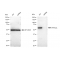 LifeSab™ KD-Validated PPP3CA Rabbit mAb (20 μl)