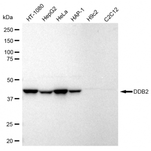 LifeSab™ KD-Validated DDB2 Rabbit mAb (20 μl)