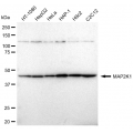 LifeSab™ KD-Validated MAP2K1 Rabbit mAb (20 μl)