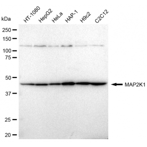 LifeSab™ KD-Validated MAP2K1 Rabbit mAb (20 μl)