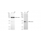 LifeSab™ KD-Validated MAP2K1 Rabbit mAb (20 μl)