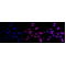 LifeSab™ KD-Validated MAP2K1 Rabbit mAb (20 μl)