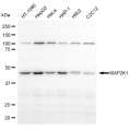 LifeSab™ KD-Validated MAP2K1 Rabbit mAb (20 μl)