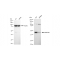 LifeSab™ KD-Validated MAP2K1 Rabbit mAb (20 μl)