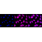 LifeSab™ KD-Validated MAP2K3 Rabbit mAb (20 μl)