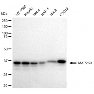 LifeSab™ KD-Validated MAP2K3 Rabbit mAb (20 μl)