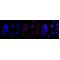 LifeSab™ KD-Validated MAP3K7 Rabbit mAb (20 μl)