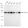 LifeSab™ KD-Validated MAP3K7 Rabbit mAb (20 μl)