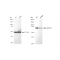 LifeSab™ KD-Validated MAP3K7 Rabbit mAb (20 μl)