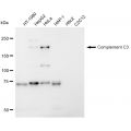 LifeSab™ KD-Validated CPAMD1 Rabbit mAb (20 μl)