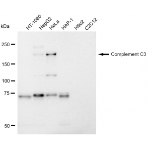 LifeSab™ KD-Validated CPAMD1 Rabbit mAb (20 μl)