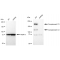 LifeSab™ KD-Validated CPAMD1 Rabbit mAb (20 μl)