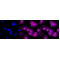 LifeSab™ KD-Validated PAK2 Rabbit mAb (20 μl)