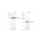 LifeSab™ KD-Validated PAK2 Rabbit mAb (20 μl)