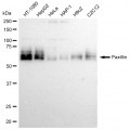 LifeSab™ KD-Validated PXN Rabbit mAb (20 μl)