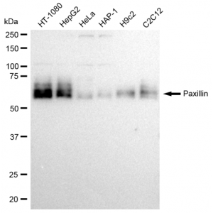 LifeSab™ KD-Validated PXN Rabbit mAb (20 μl)