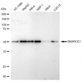 LifeSab™ KD-Validated SMARCE1 Rabbit mAb (20 μl)