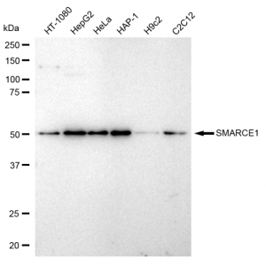 LifeSab™ KD-Validated SMARCE1 Rabbit mAb (20 μl)