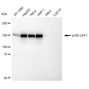 LifeSab™ KD-Validated p150 CAF1 Rabbit mAb (20 μl)