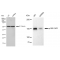 LifeSab™ KD-Validated p150 CAF1 Rabbit mAb (20 μl)