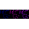 LifeSab™ KD-Validated CHD-4 Rabbit mAb (20 μl)