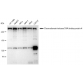 LifeSab™ KD-Validated CHD-4 Rabbit mAb (20 μl)