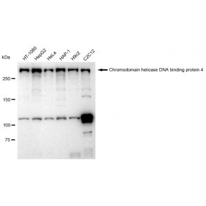 LifeSab™ KD-Validated CHD-4 Rabbit mAb (20 μl)