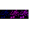 LifeSab™ KD-Validated CHMP2B Rabbit mAb (20 μl)