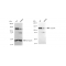 LifeSab™ KD-Validated CC2D1A Rabbit mAb (20 μl)