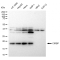 LifeSab™ KD-Validated CIRBP Rabbit mAb (20 μl)