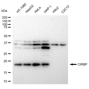 LifeSab™ KD-Validated CIRBP Rabbit mAb (20 μl)