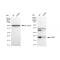 LifeSab™ KD-Validated CIRBP Rabbit mAb (20 μl)