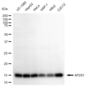 LifeSab™ KD-Validated AP2S1 Rabbit mAb (20 μl)