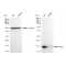 LifeSab™ KD-Validated AP2S1 Rabbit mAb (20 μl)