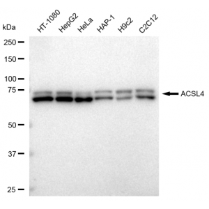 LifeSab™ KD-Validated ACSL4 Rabbit mAb (20 μl)