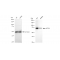 LifeSab™ KD-Validated ACSL4 Rabbit mAb (20 μl)