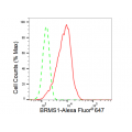 LifeSab™ KD-Validated BRMS1 Rabbit mAb (20 μl)