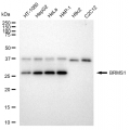 LifeSab™ KD-Validated BRMS1 Rabbit mAb (20 μl)