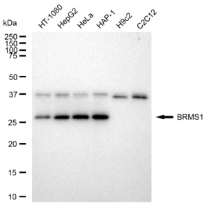 LifeSab™ KD-Validated BRMS1 Rabbit mAb (20 μl)