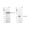 LifeSab™ KD-Validated BRMS1 Rabbit mAb (20 μl)