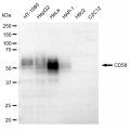 LifeSab™ KD-Validated CD58 Rabbit mAb (20 μl)