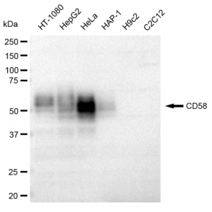 LifeSab™ KD-Validated CD58 Rabbit mAb (20 μl)