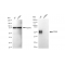 LifeSab™ KD-Validated CD58 Rabbit mAb (20 μl)