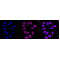 LifeSab™ KD-Validated COASY Rabbit mAb (20 μl)