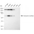 LifeSab™ KD-Validated COASY Rabbit mAb (20 μl)