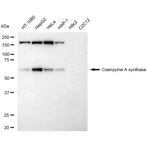 LifeSab™ KD-Validated COASY Rabbit mAb (20 μl)