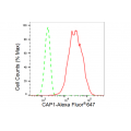 LifeSab™ KD-Validated CAP1 Rabbit mAb (20 μl)