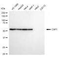 LifeSab™ KD-Validated CAP1 Rabbit mAb (20 μl)